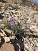 White River Beardtongue - Photo (c) lonnyholmes, some rights reserved (CC BY-NC), uploaded by lonnyholmes