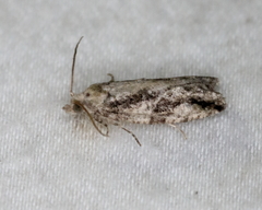 Proteoteras crescentana