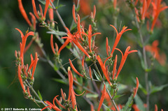 Anisacanthus quadrifidus wrightii
