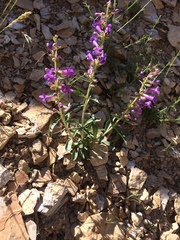 Penstemon fremontii