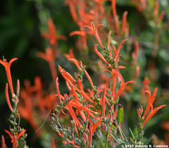 Anisacanthus quadrifidus wrightii