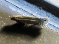 Battaristis concinnusella