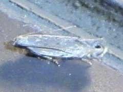 Battaristis concinnusella