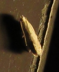 Battaristis concinnusella