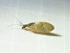 Sympherobius barberi