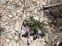 Penstemon grahamii