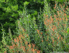 Anisacanthus quadrifidus wrightii
