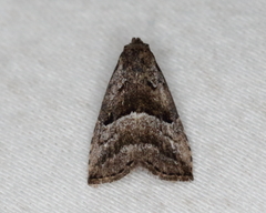 Hypenodes caducus