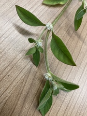 Alternanthera bettzickiana