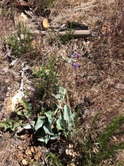 Penstemon pachyphyllus pachyphyllus