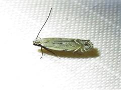 Battaristis nigratomella