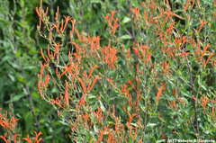 Anisacanthus quadrifidus wrightii