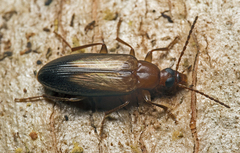 Euomma lateralis