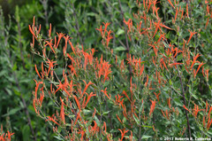 Anisacanthus quadrifidus wrightii
