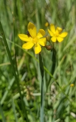 Sisyrinchium longipes