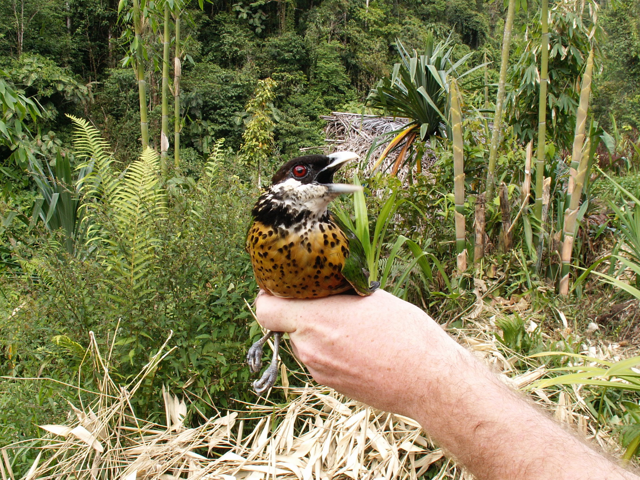 Ochre-breasted Catbird (Ailuroedus stonii), photo 3