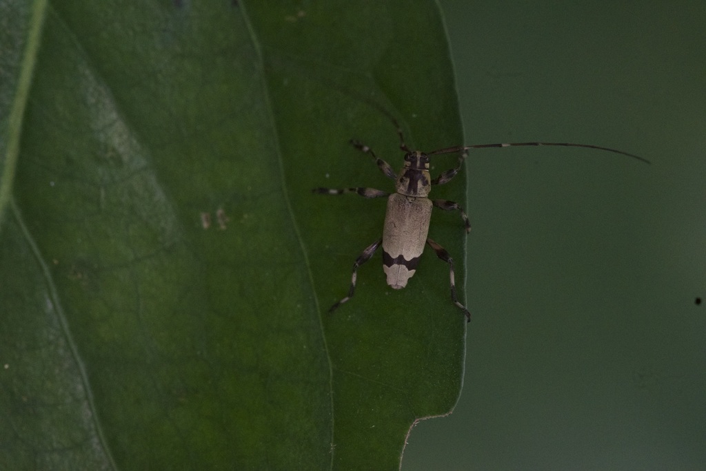Stenolis angulata