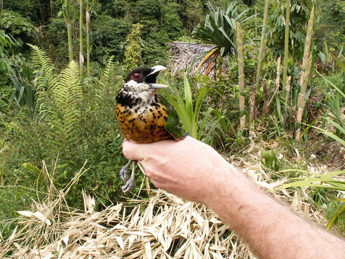 Ochre-breasted Catbird (Ailuroedus stonii), photo 2