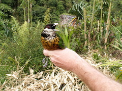 Ochre-Breasted Catbird photo 2