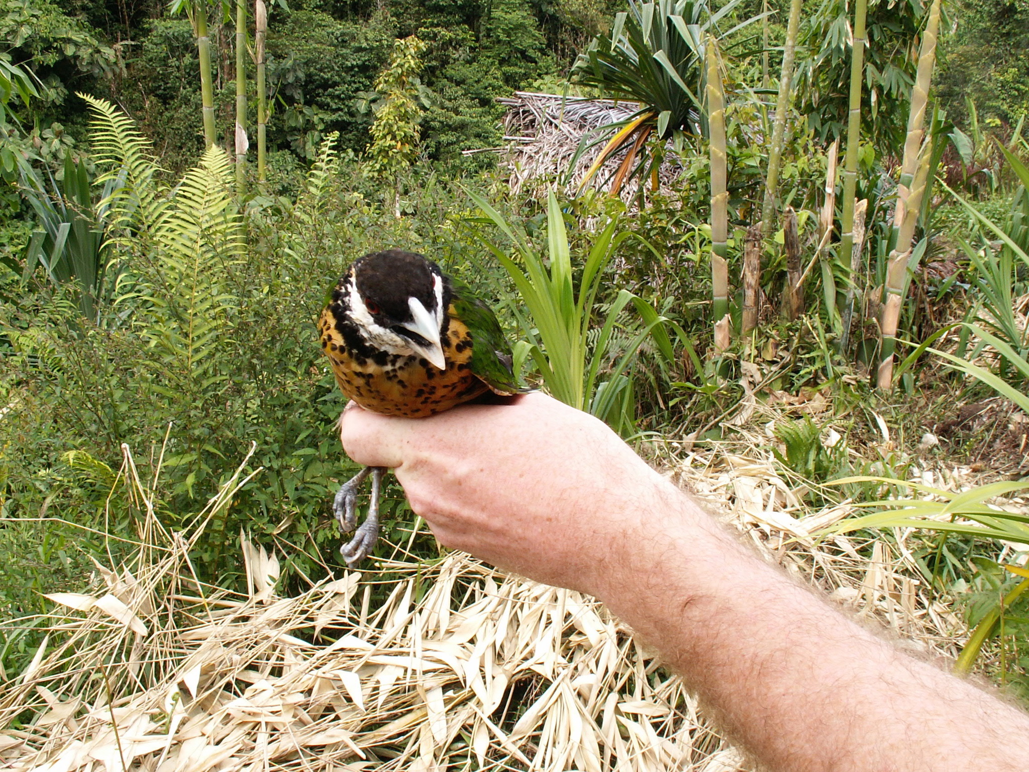 Ochre-breasted Catbird (Ailuroedus stonii), photo 4