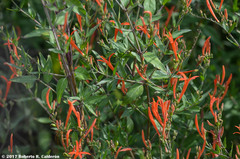 Anisacanthus quadrifidus wrightii