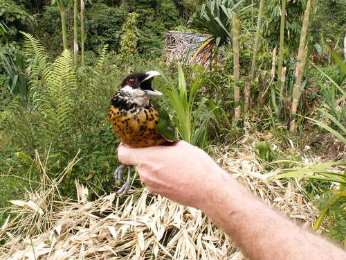 Ochre-breasted Catbird (Ailuroedus stonii), photo 5