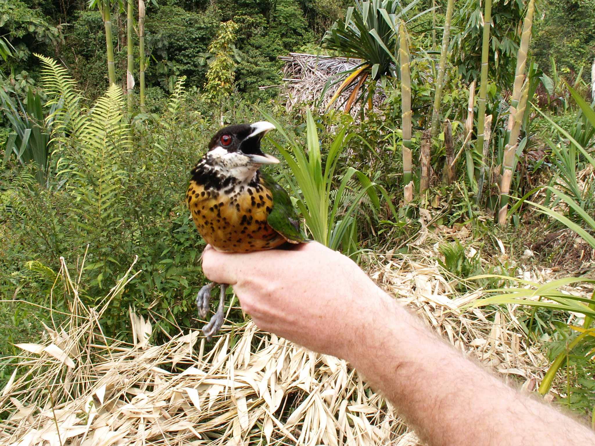 Ochre-breasted Catbird (Ailuroedus stonii), photo 5