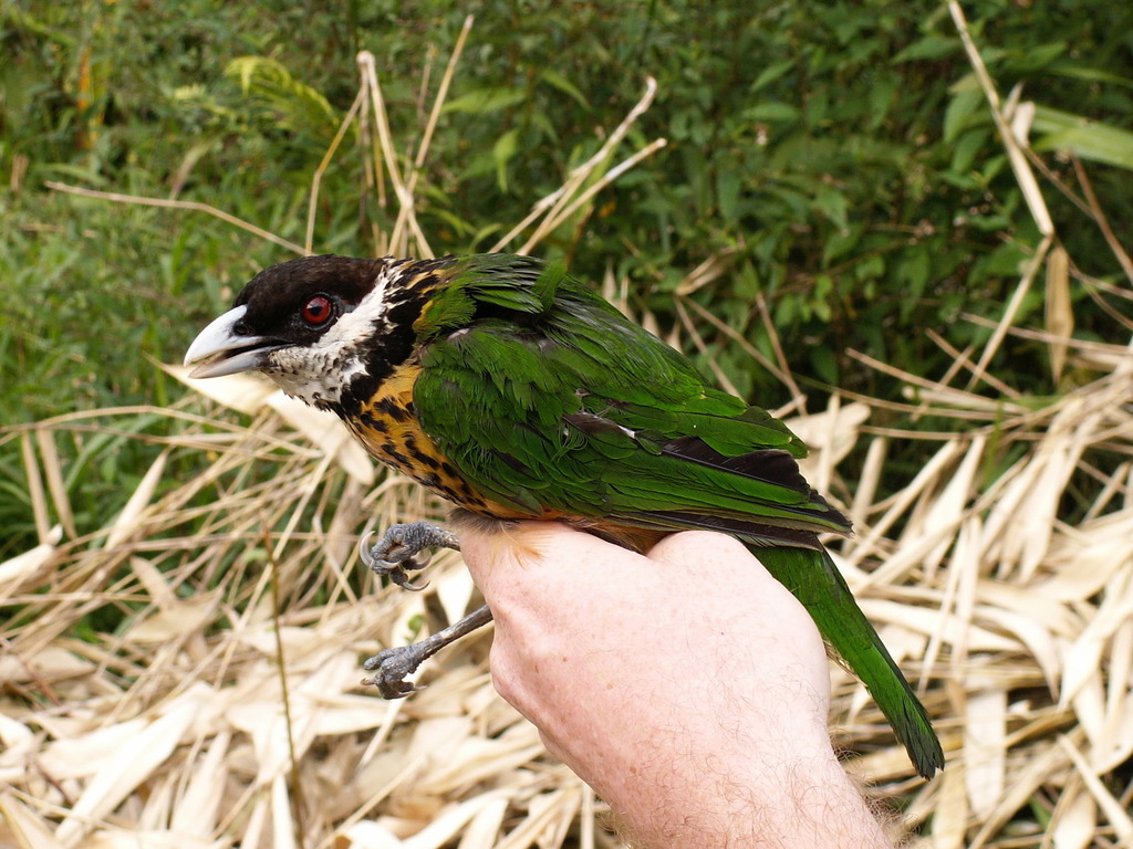 Ochre-breasted Catbird photo