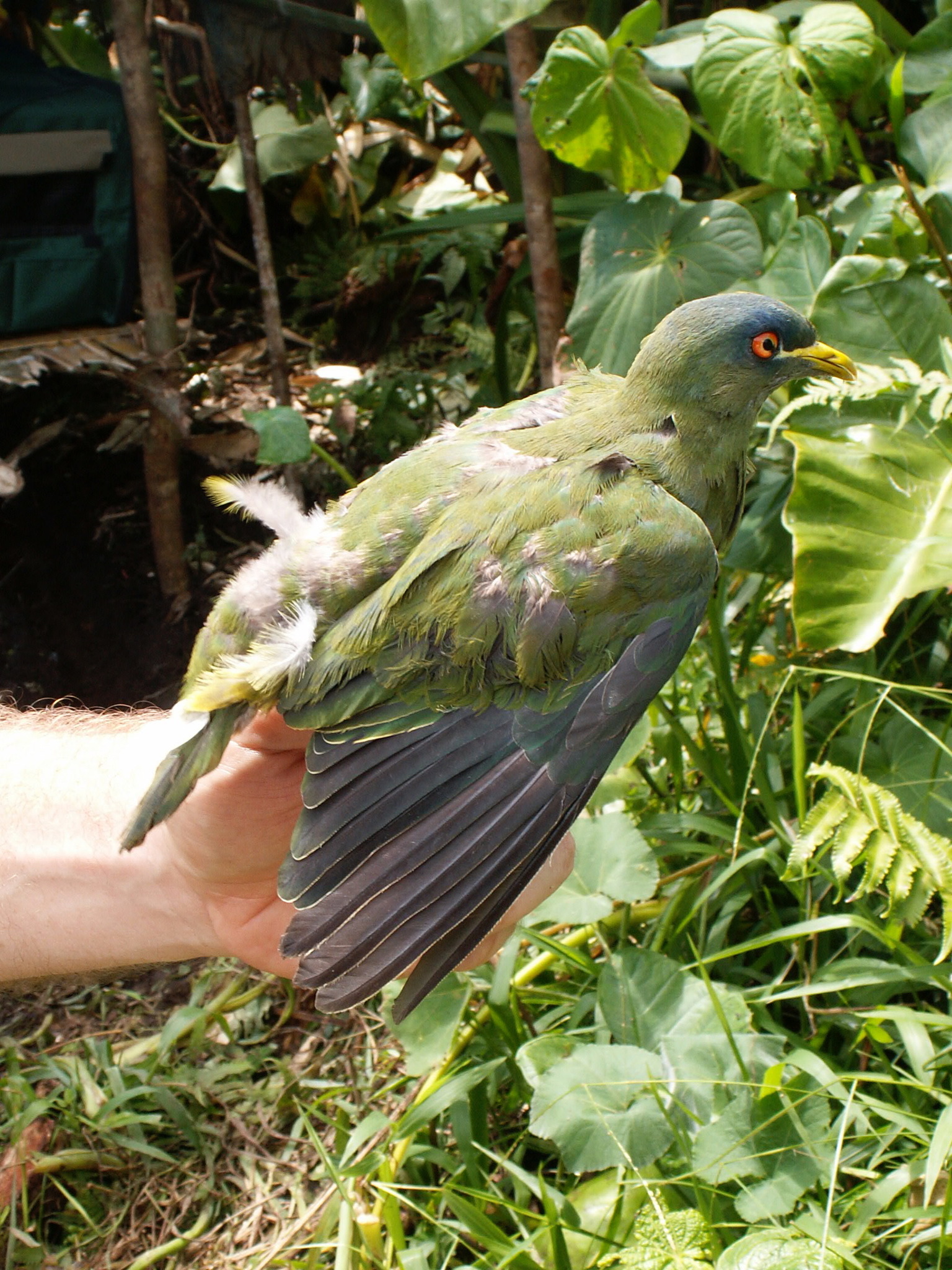 White-breasted Fruit-Dove illustration