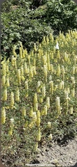 Lupinus luteolus