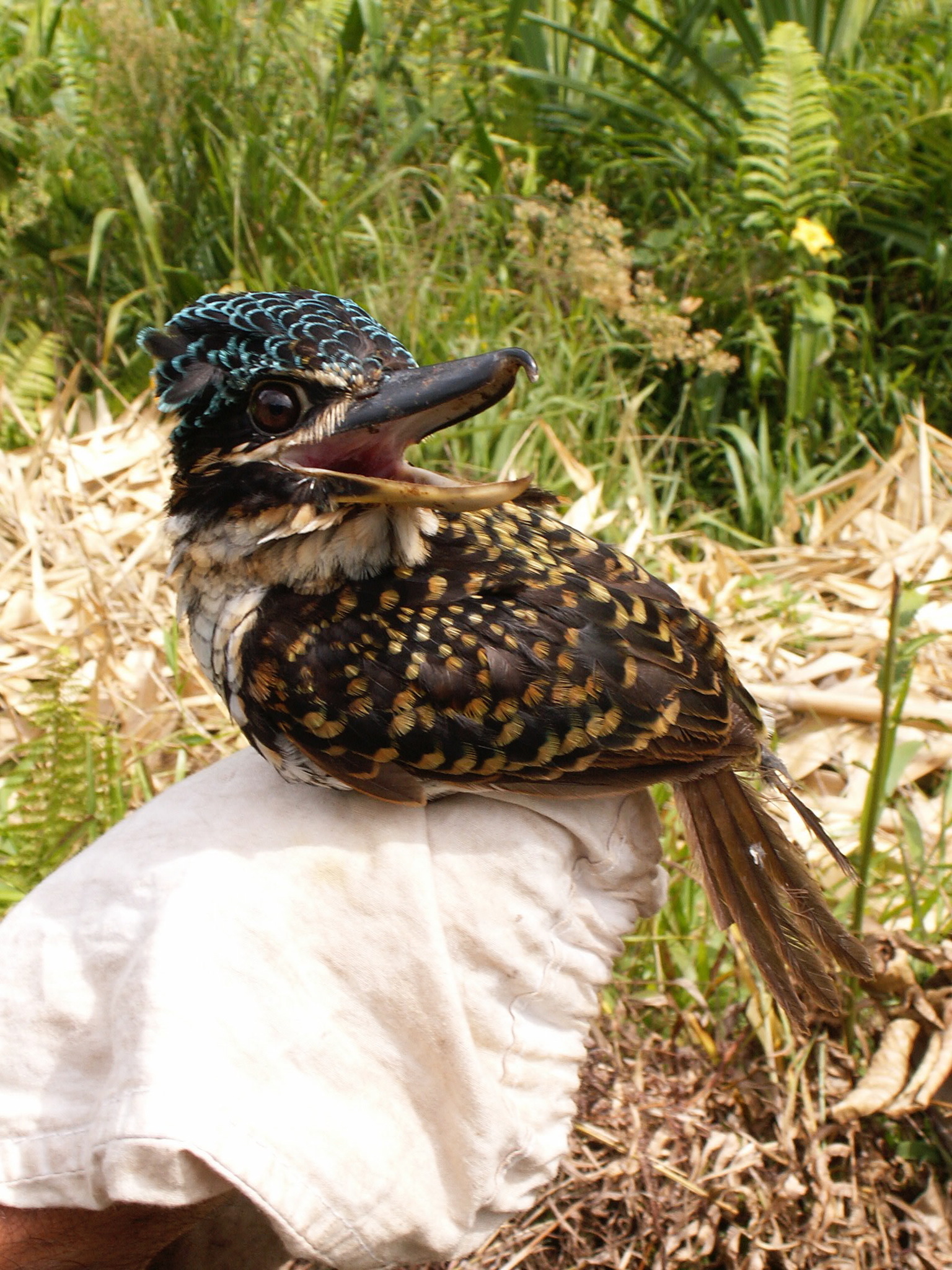 Hook-billed Kingfisher (Melidora macrorrhina), photo 3