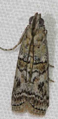 Zamagiria australella