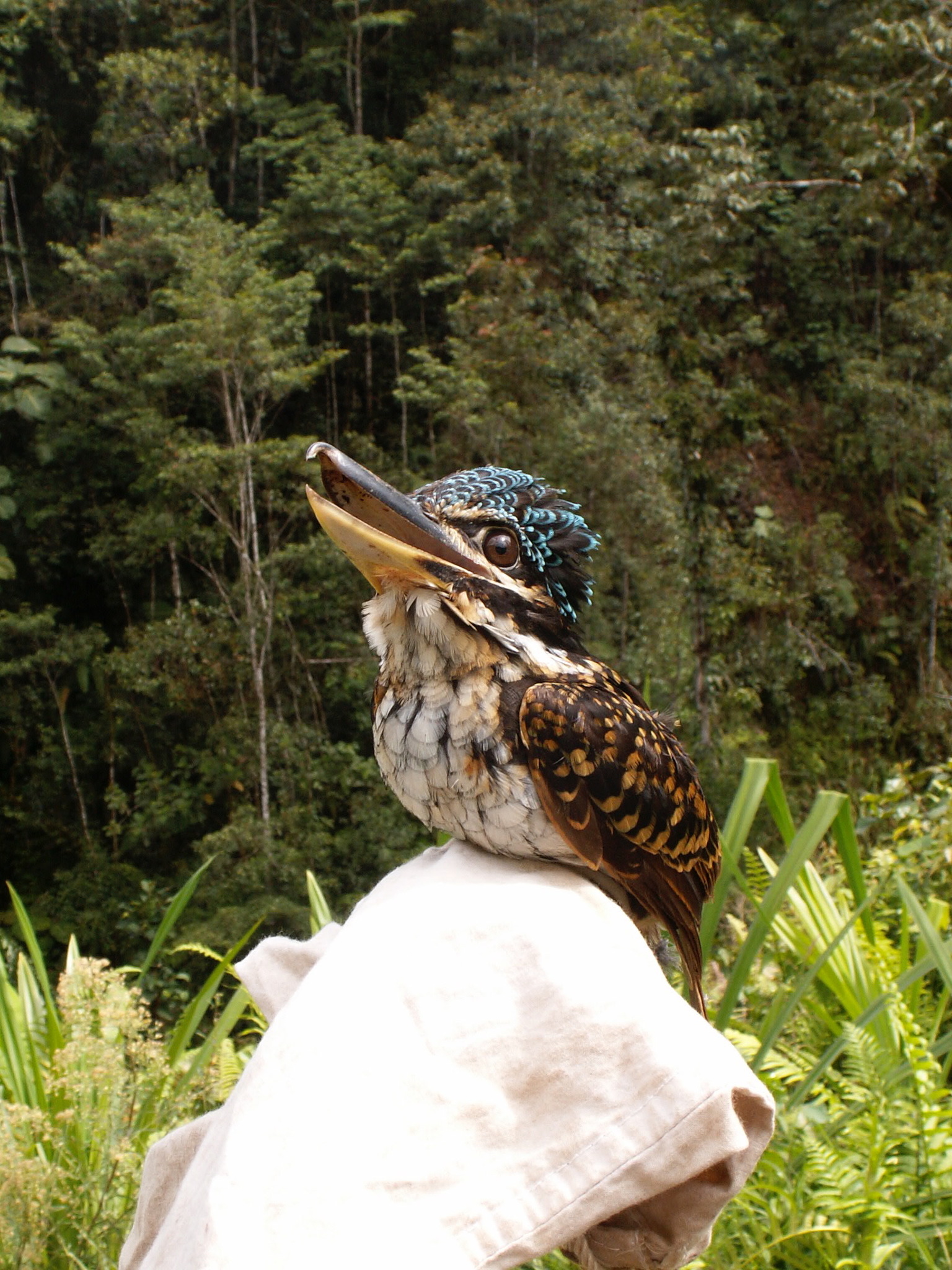 Hook-billed Kingfisher (Melidora macrorrhina), photo 5