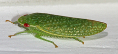 Rugosana querci