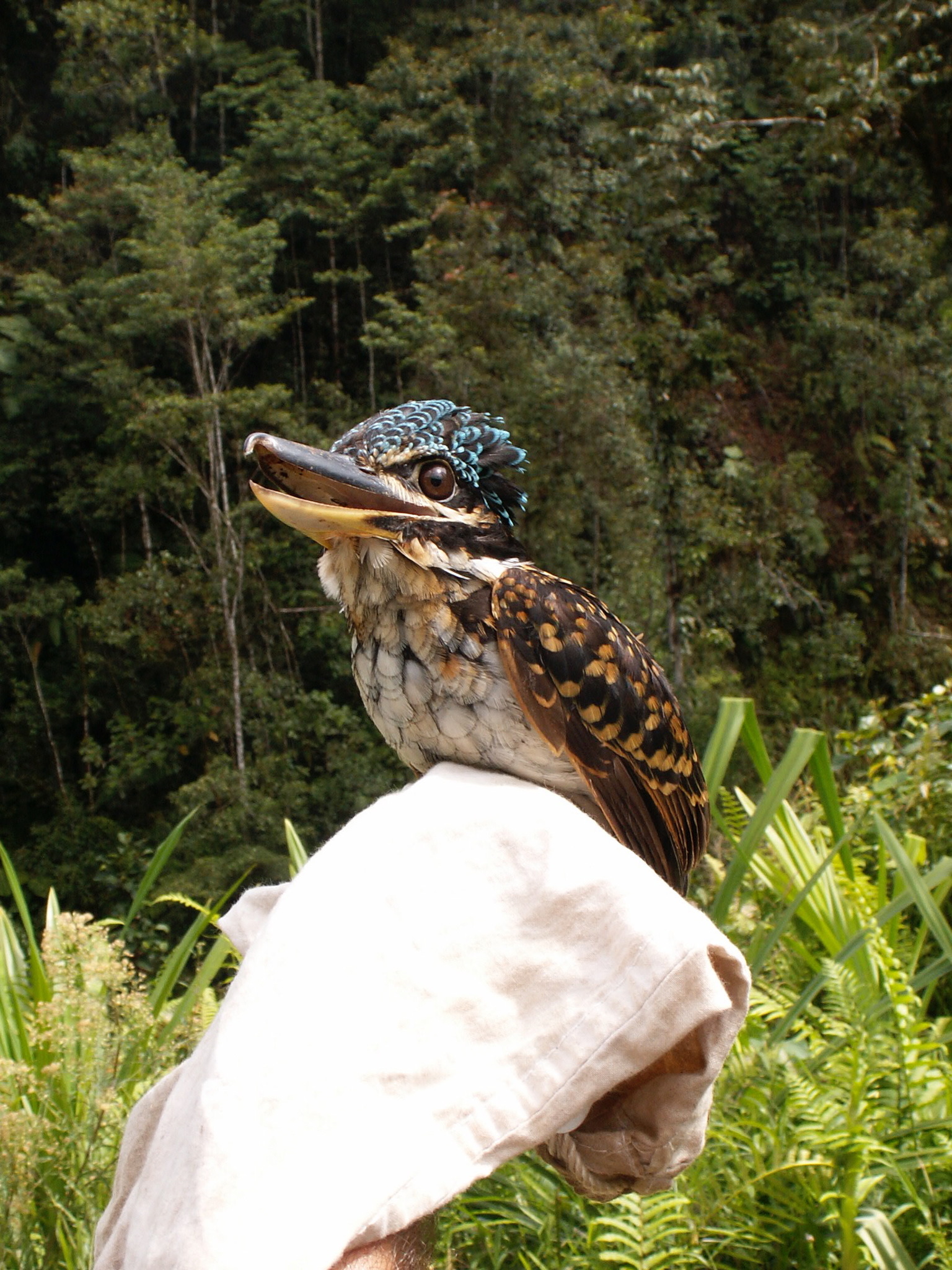 Hook-billed Kingfisher (Melidora macrorrhina), photo 6