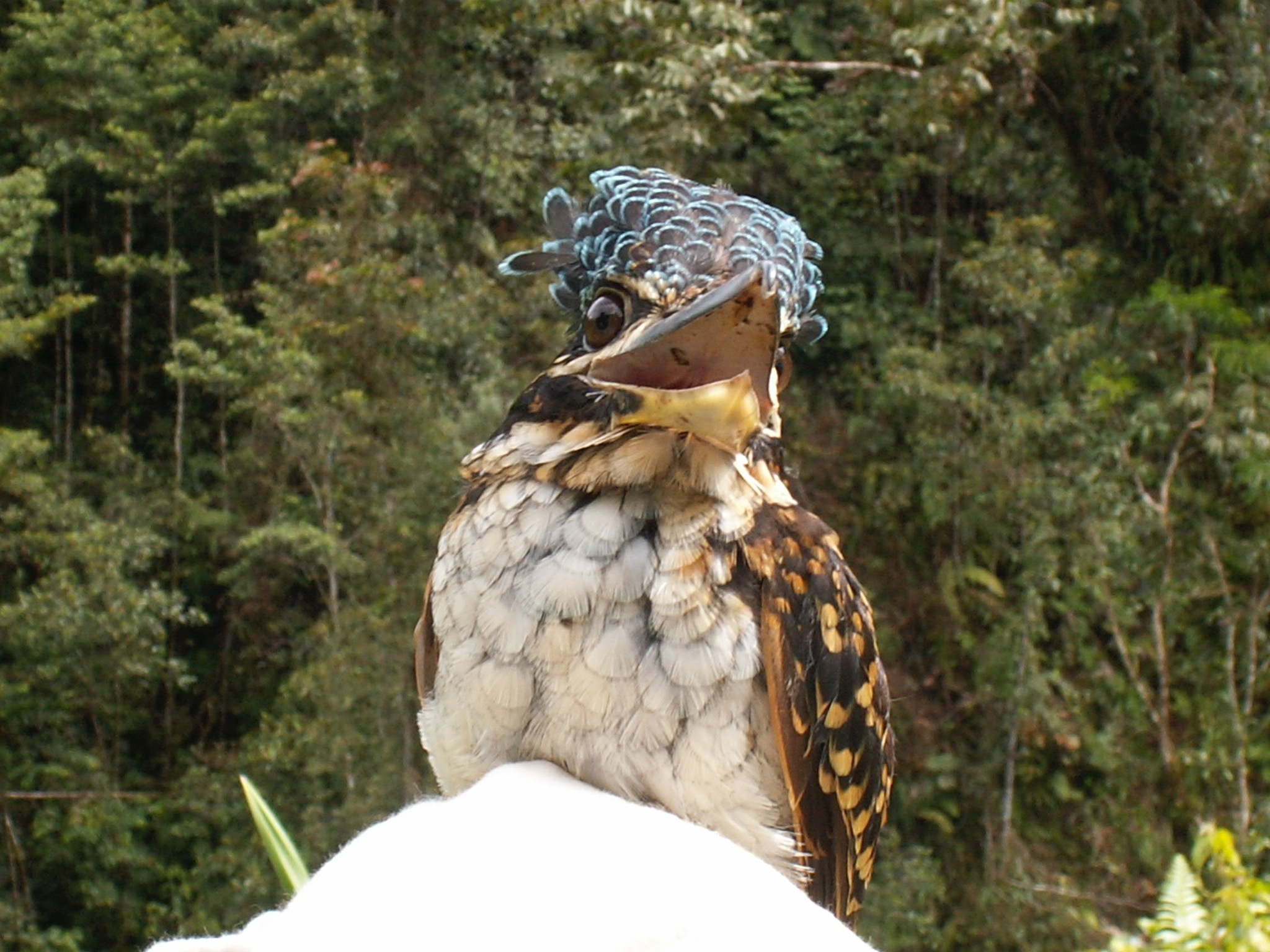 Hook-billed Kingfisher (Melidora macrorrhina), photo 7