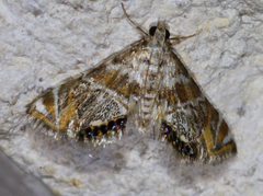 Petrophila heppneri