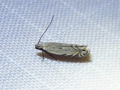 Battaristis nigratomella