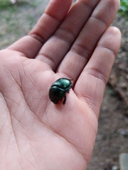 Geotrupes splendidus