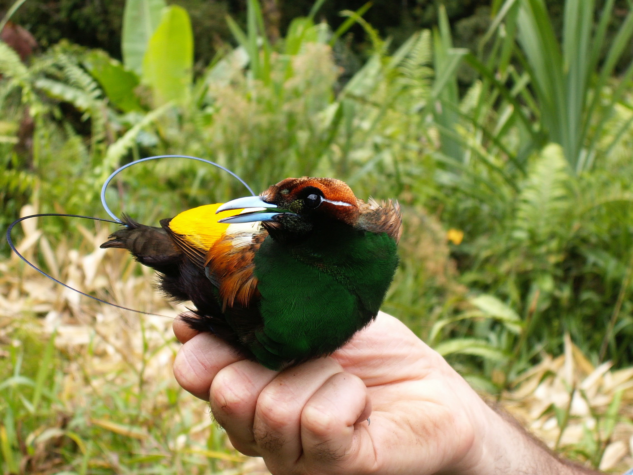 Magnificent Bird-of-Paradise illustration