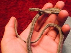 Philodryas chamissonis