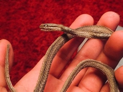 Philodryas chamissonis