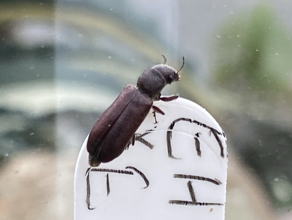 Melalgus confertus