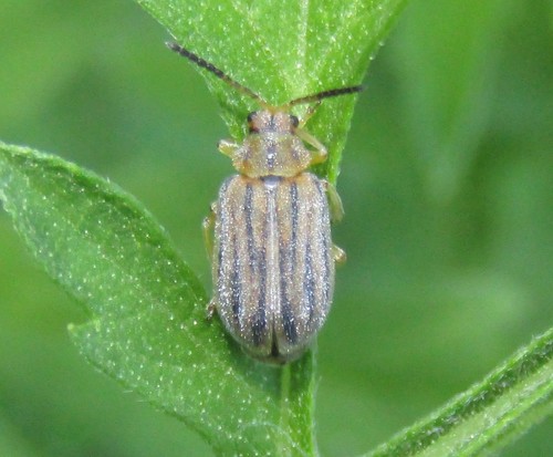 Ragweed Leaf Beetle