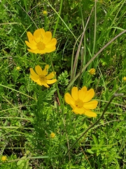 Coreopsis palmata