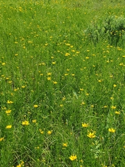 Coreopsis palmata