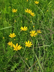 Coreopsis palmata