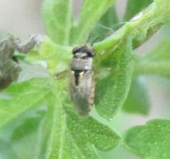 Geocoris punctipes