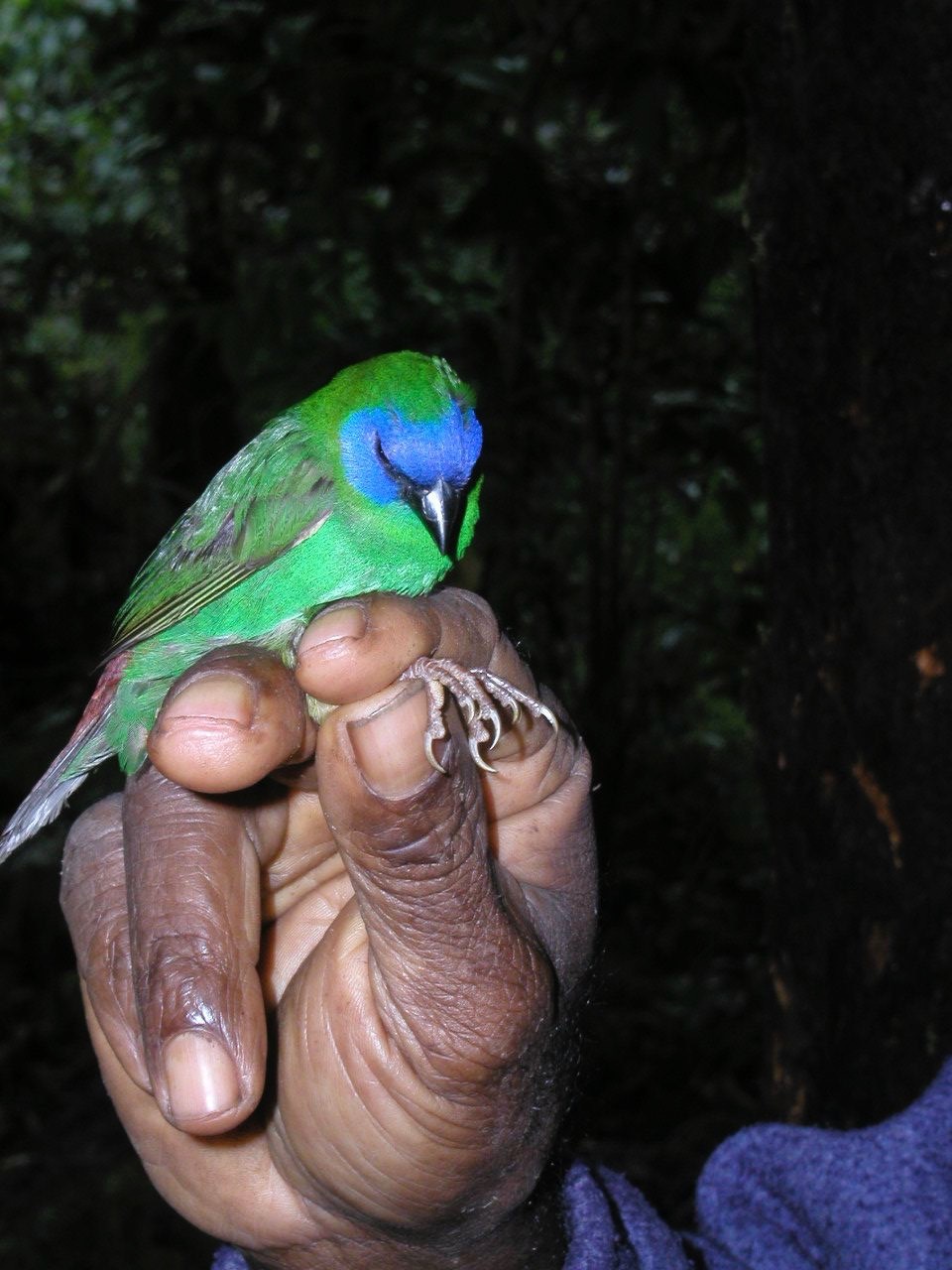 Blue-faced Parrotfinch illustration