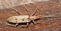Parisopalpus nigronotatus